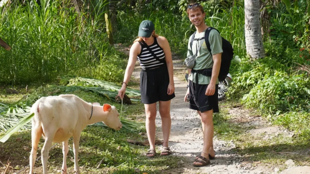 guest enjoying trekking in the village of taro while feeding the holy cow